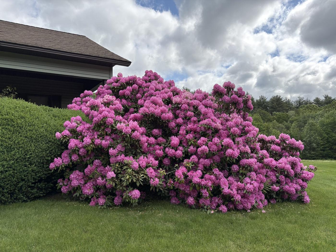 Mature rhododendron kept in shape beside a trimmed hedge