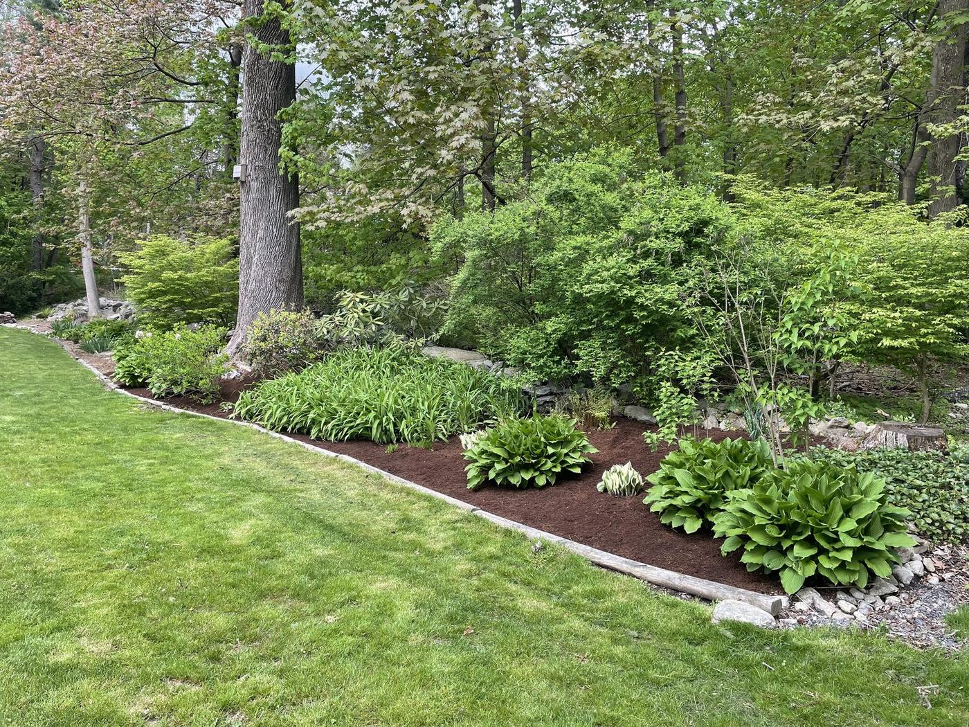Shade border of hostas and daylilies with fresh mulch and stone edge